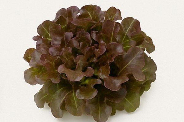 RED OAK LEAF