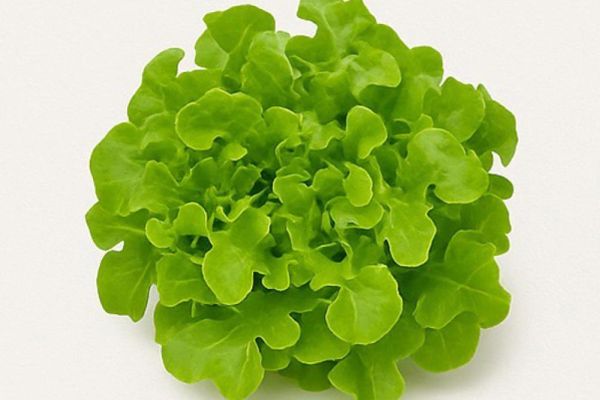 GREEN OAK LEAF